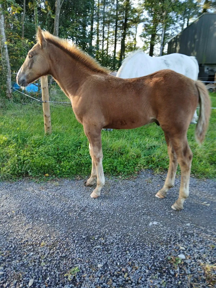 Full RID colt foal - Image 4