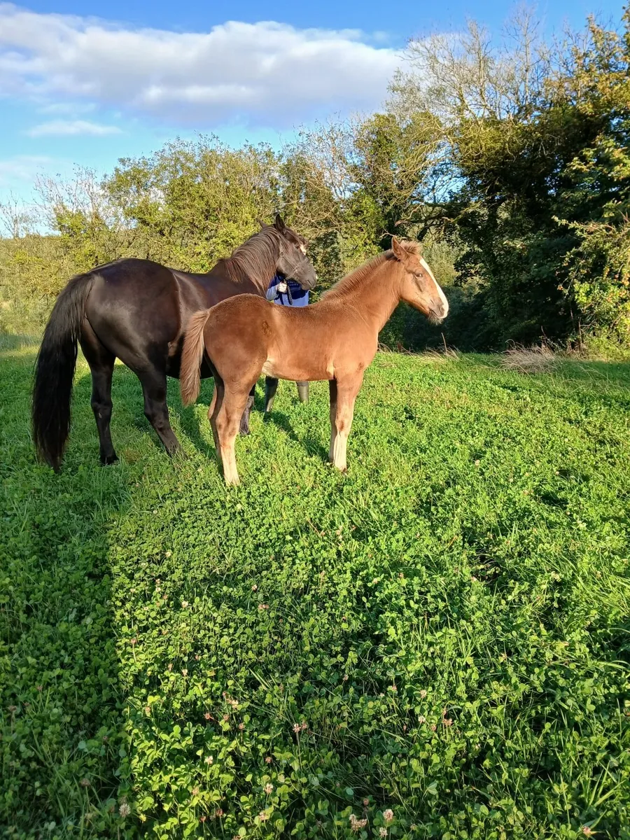 Full RID colt foal - Image 1