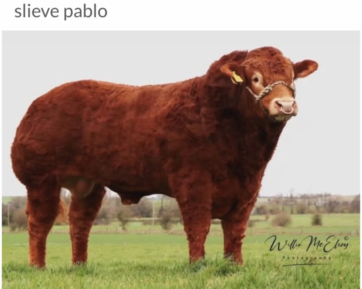 Easy Calving Mature Young Limousin Bull - Image 2