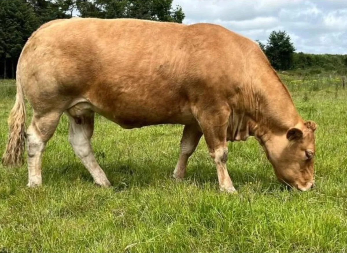 Easy Calving Mature Young Limousin Bull - Image 3