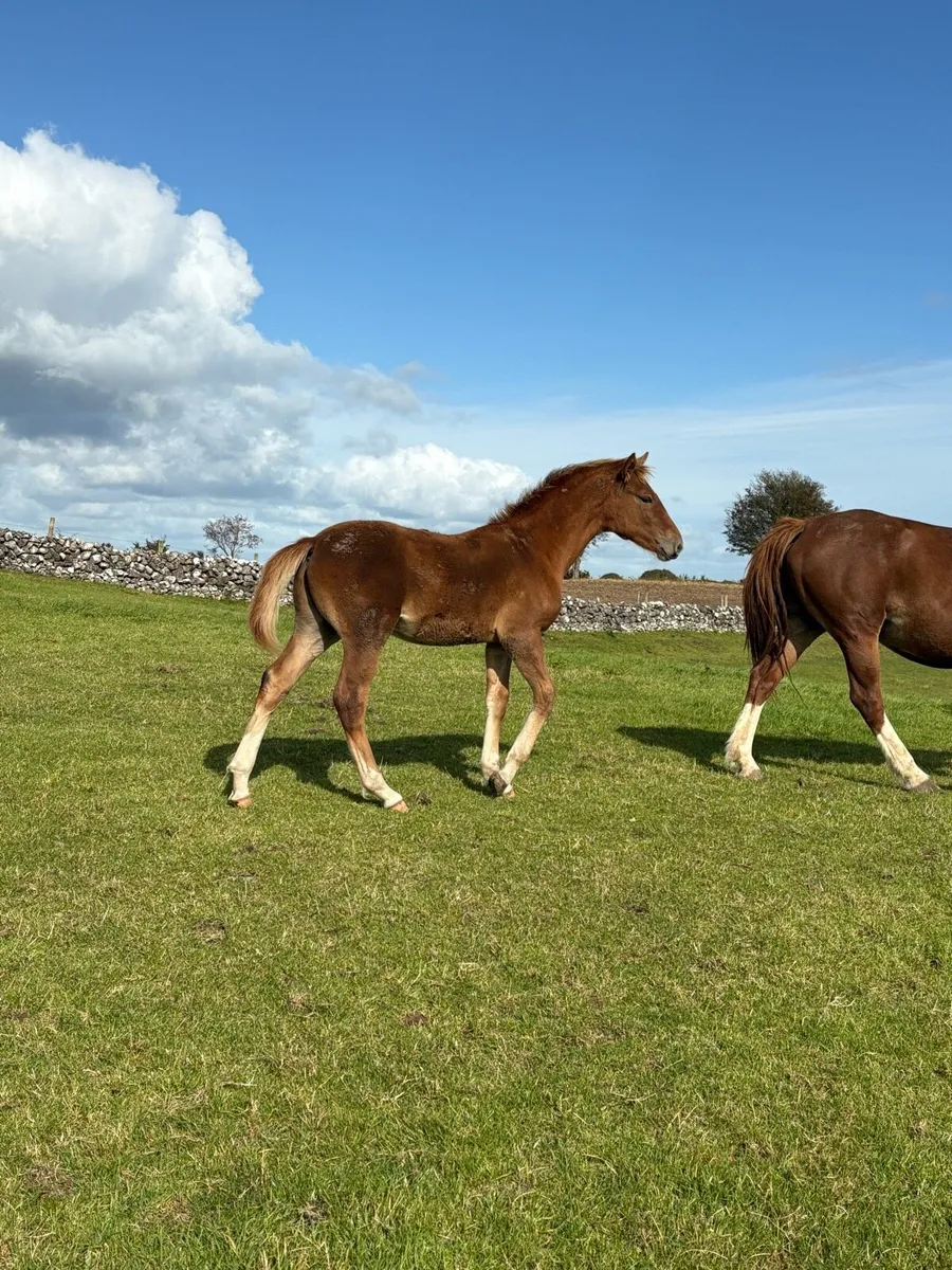 Rid colt foal - Image 1