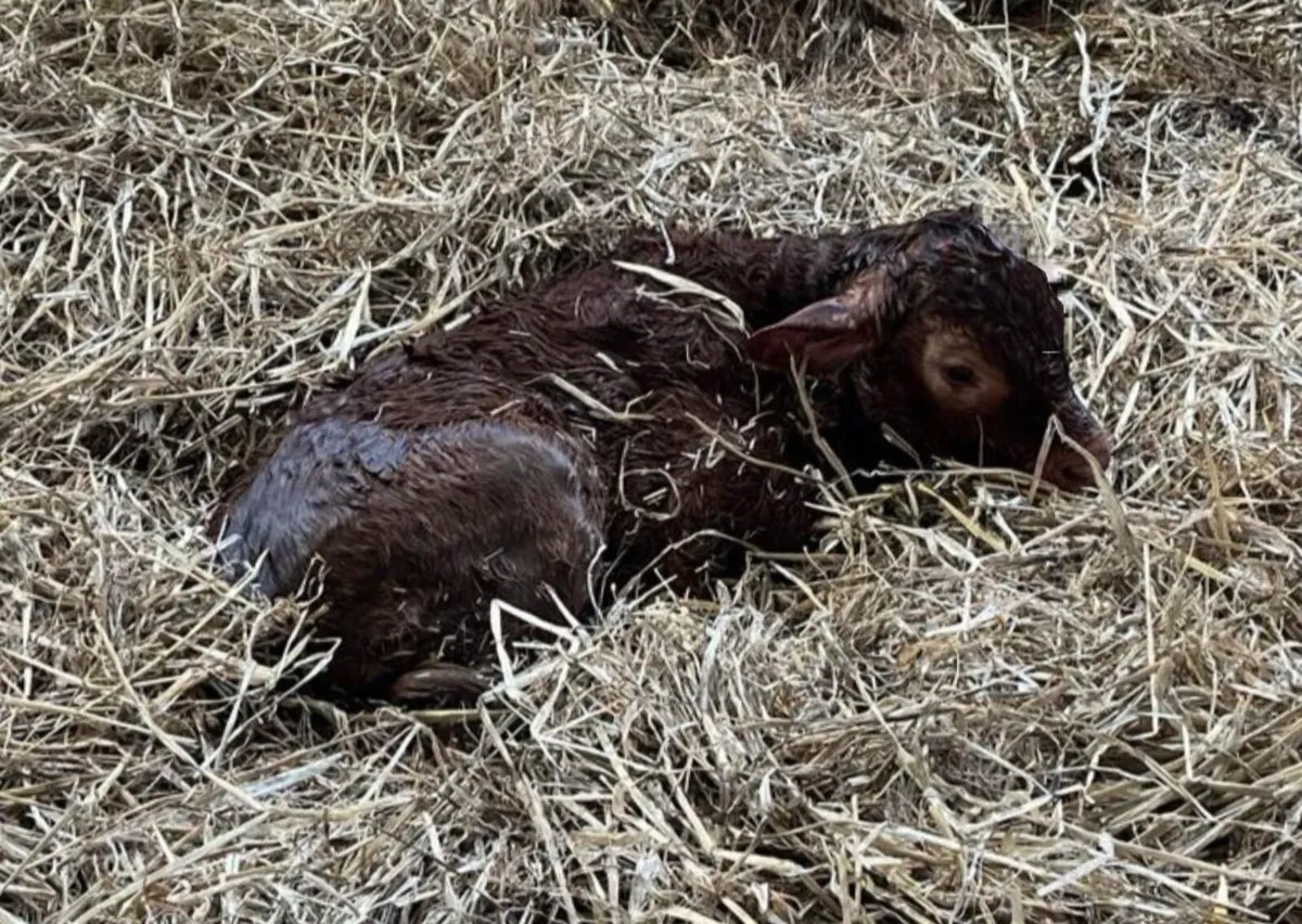 Easy Calving Mature Young Limousin Bull - Image 4
