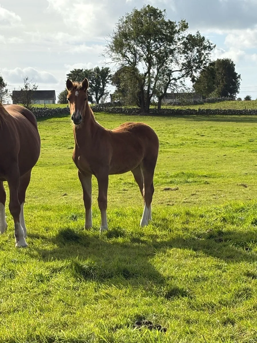 Rid colt foal - Image 2
