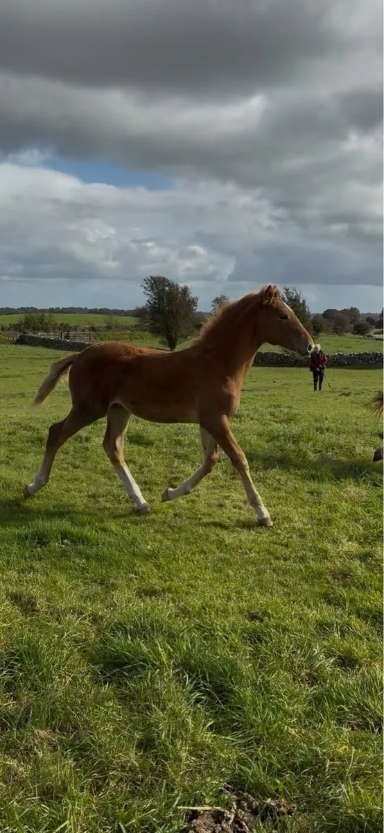 Rid colt foal - Image 3