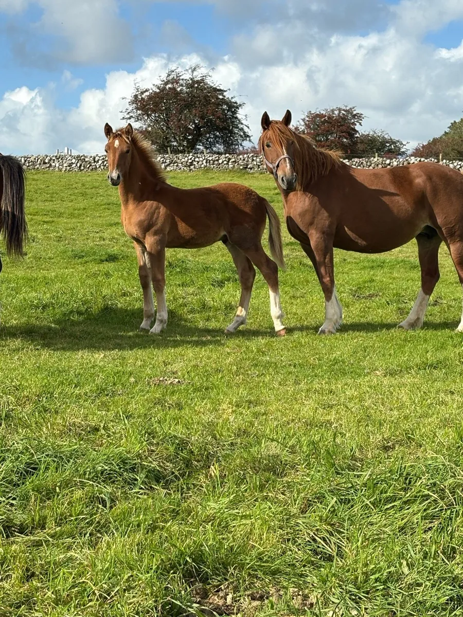 Rid colt foal - Image 4