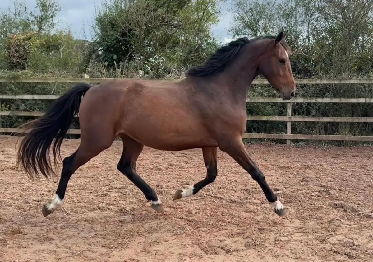 Cornet Son gelding