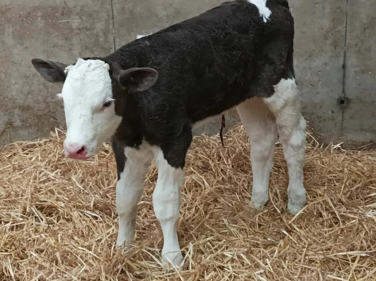 Simmental bull calves - Image 1