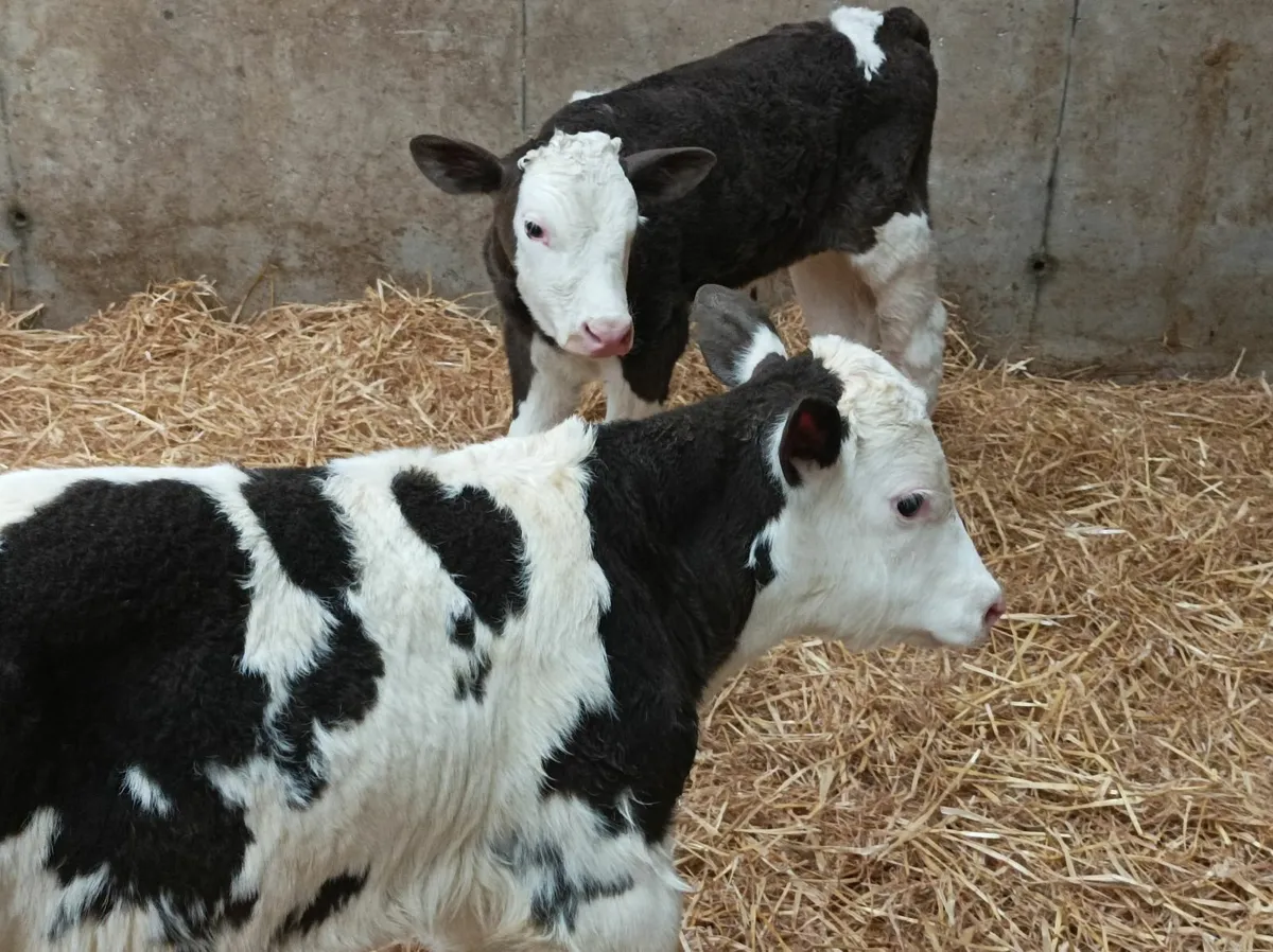 Simmental bull calves - Image 2