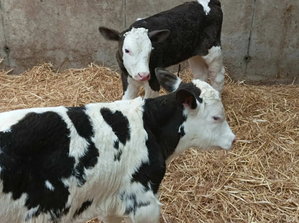 Simmental bull calves - Image 3