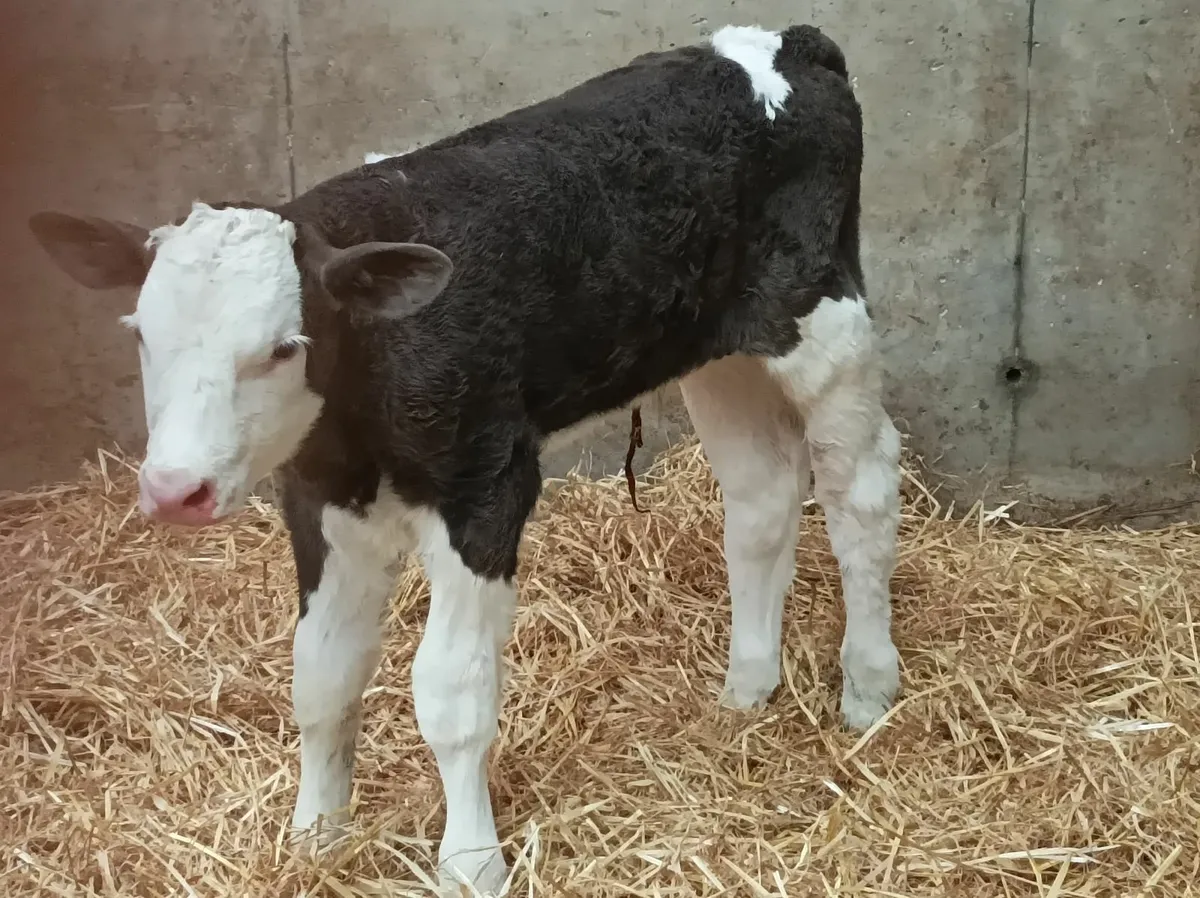 Simmental bull calves - Image 4