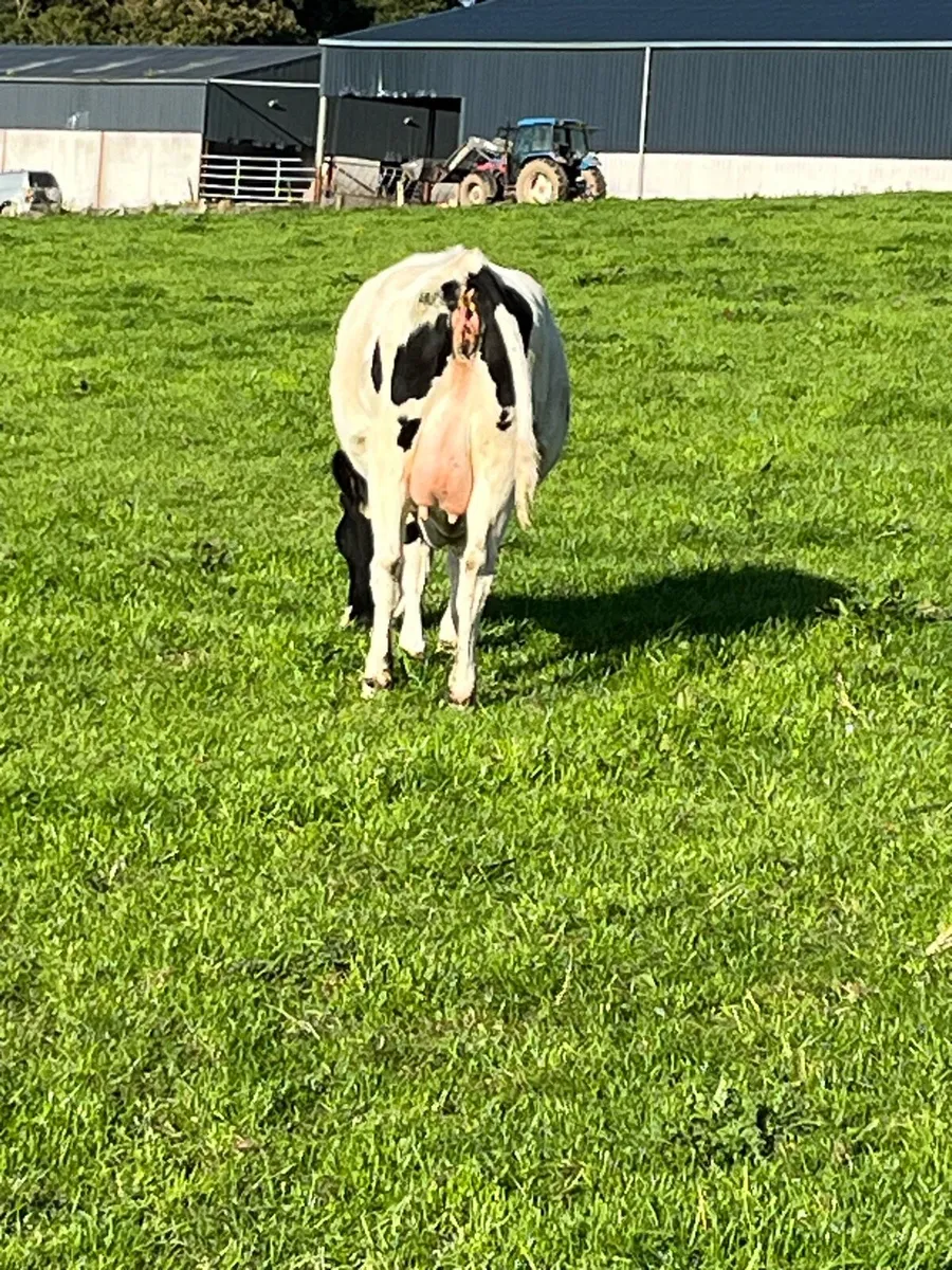 Fresian heifer - Image 3
