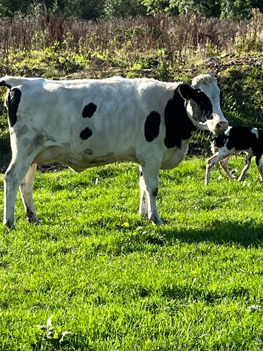Fresian heifer - Image 4
