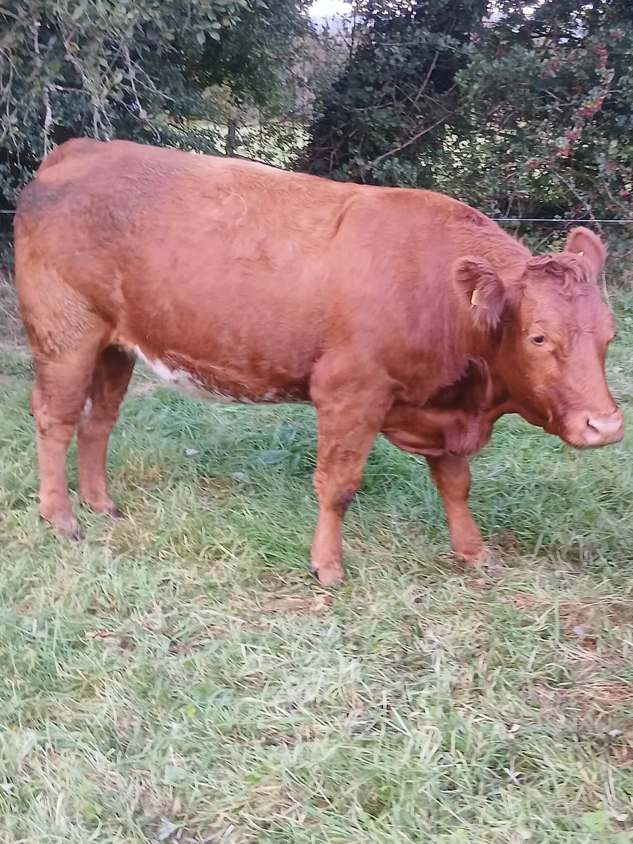 7 no. Springers - Image 3