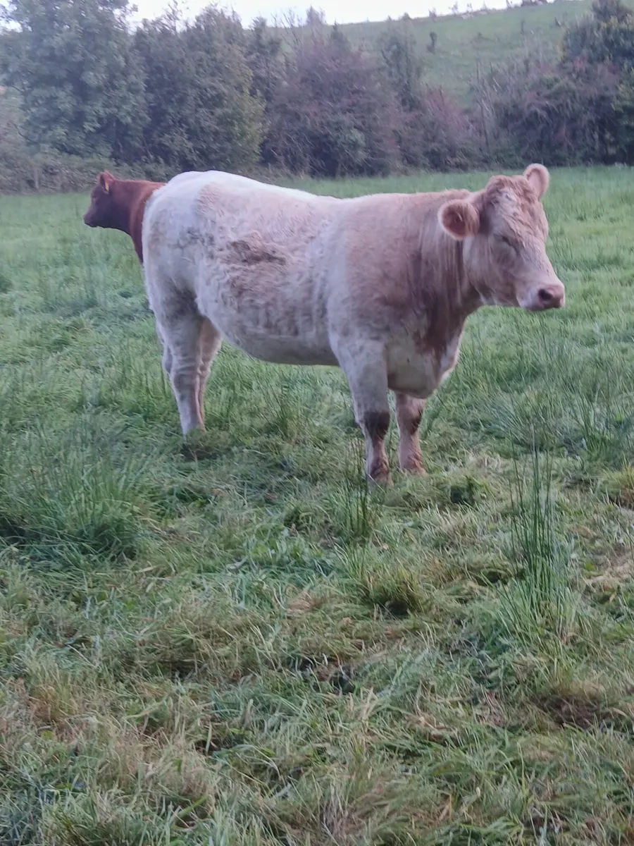 7 no. Springers - Image 4