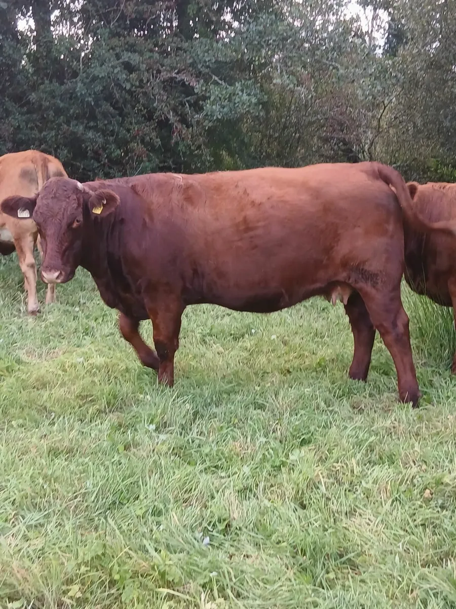 7 no. Springers - Image 2