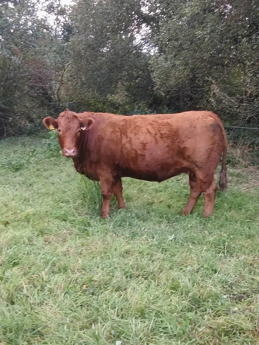7 no. Springers - Image 1