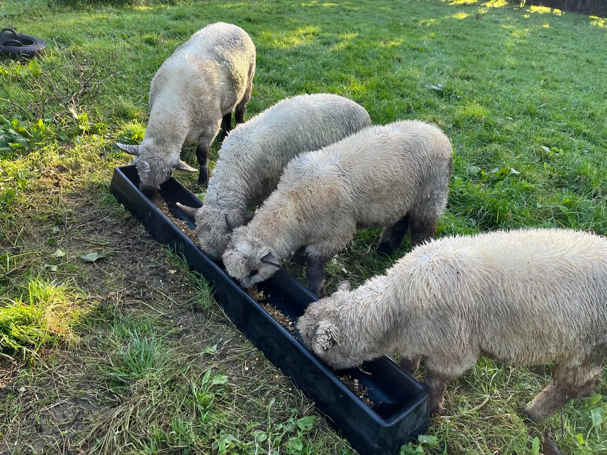 Pedigree Oxford Down - Rare breed Sheep - Image 1