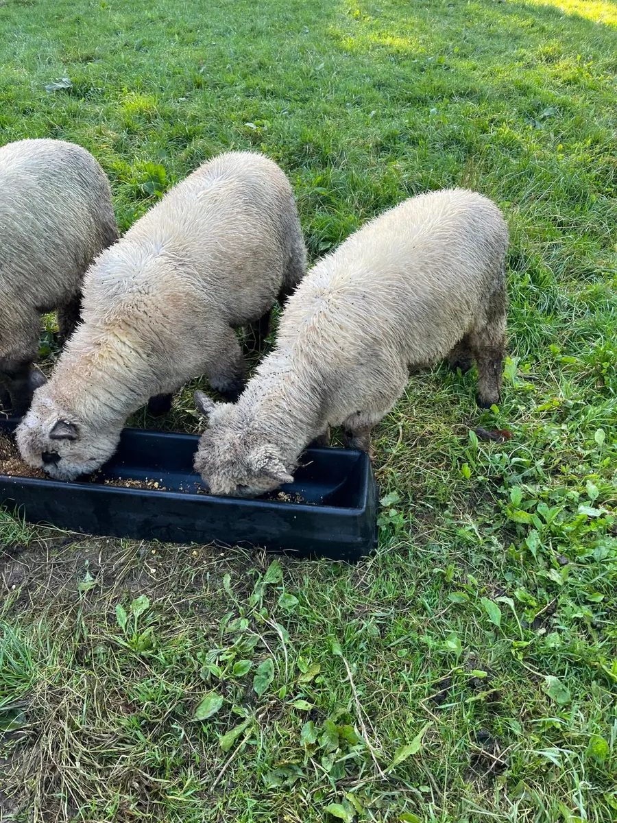 Pedigree Oxford Down - Rare breed Sheep - Image 2