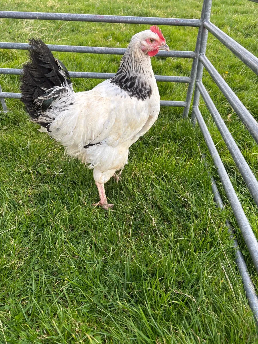Roosters - Image 1