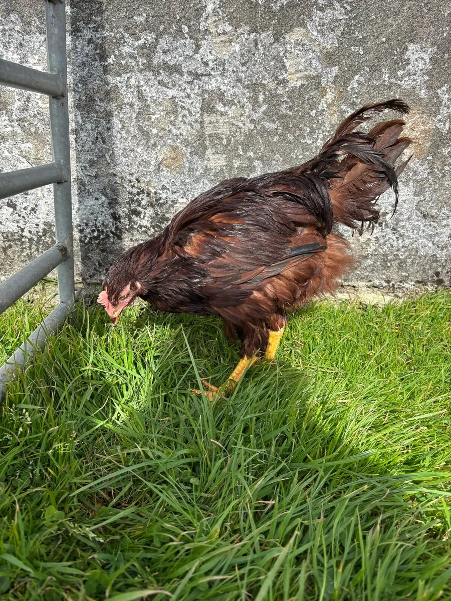 Roosters - Image 3