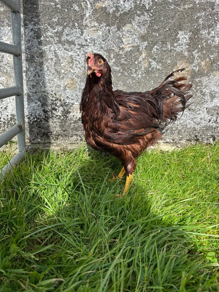 Roosters - Image 4