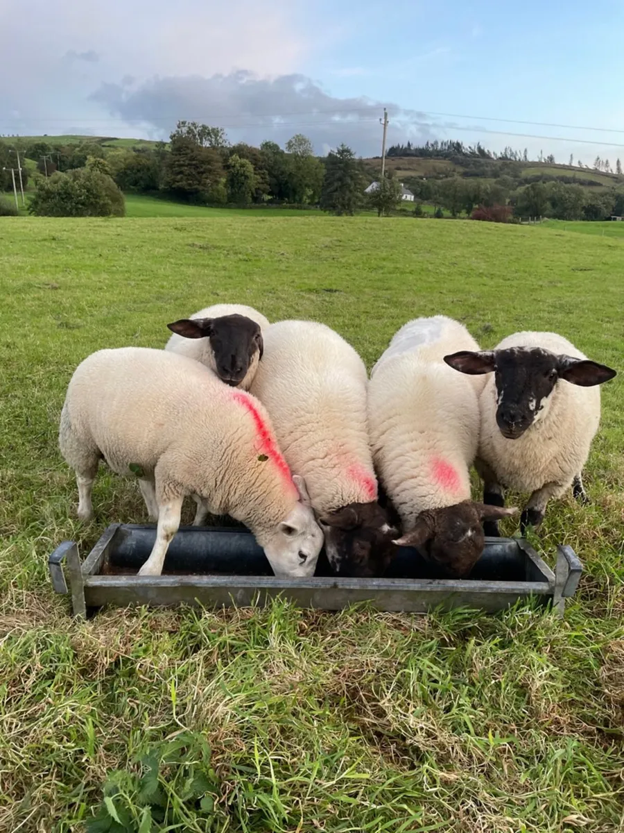 Ram lambs - Image 2