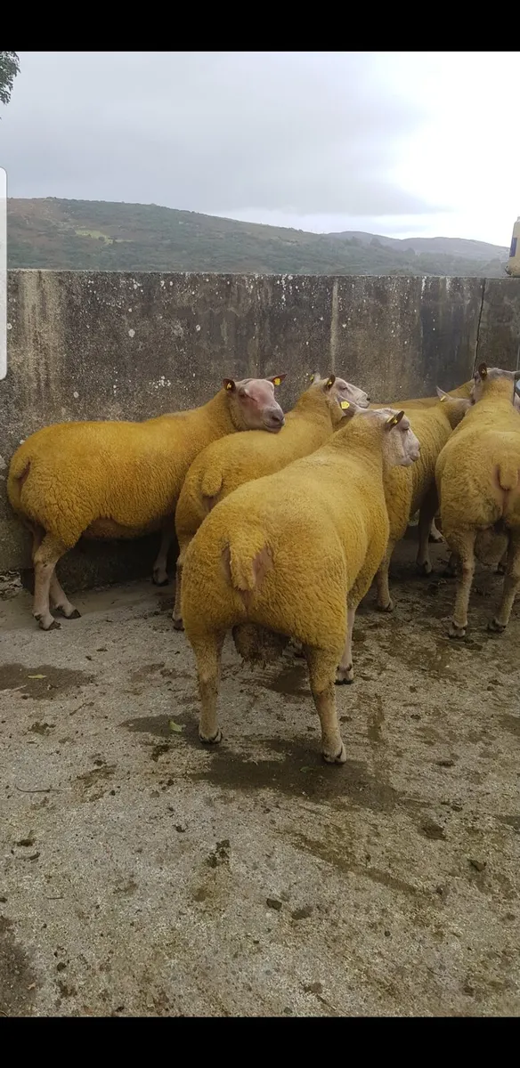 Charollais Rams - Image 1