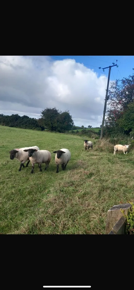 Ram lambs - Image 1