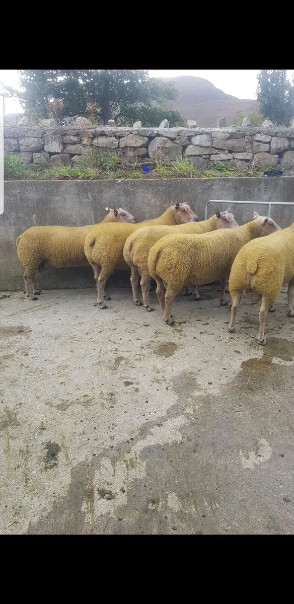 Charollais Rams - Image 2