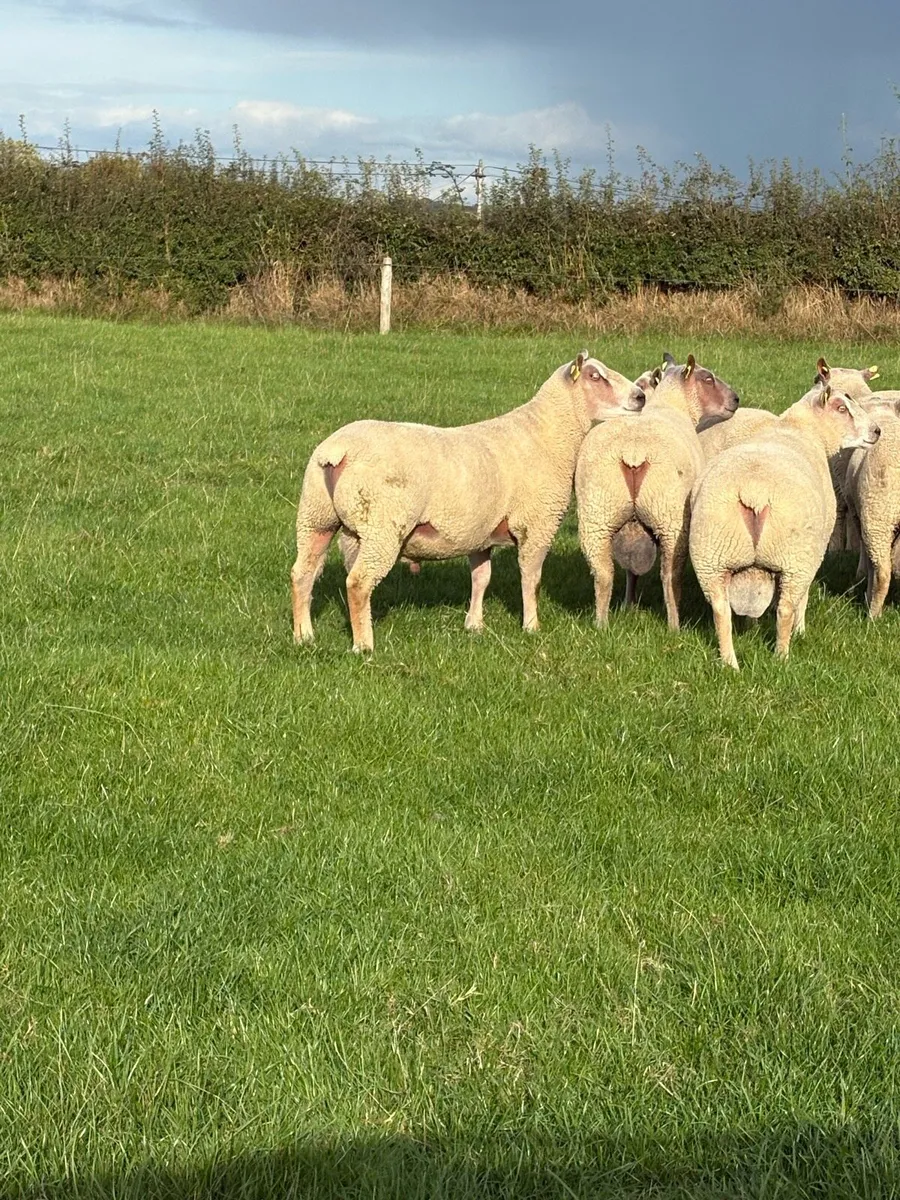 Charollais Hogget Rams - Image 1