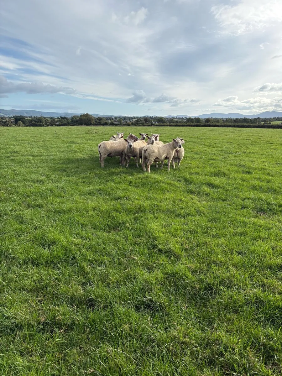 Charollais Hogget Rams - Image 2