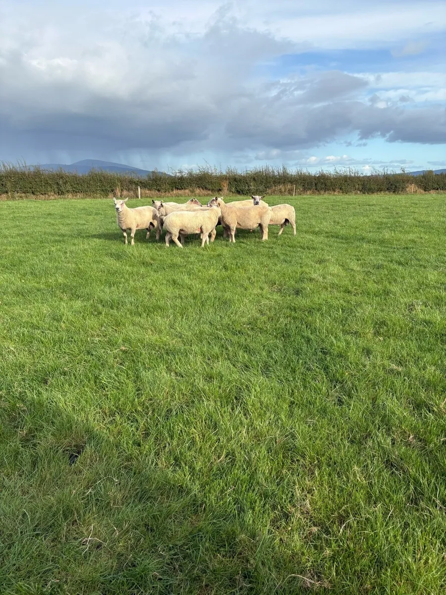 Charollais Hogget Rams - Image 3