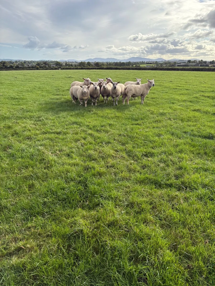 Charollais Hogget Rams - Image 4