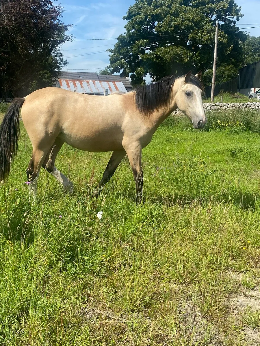 Yearling Dun Filly - Image 3