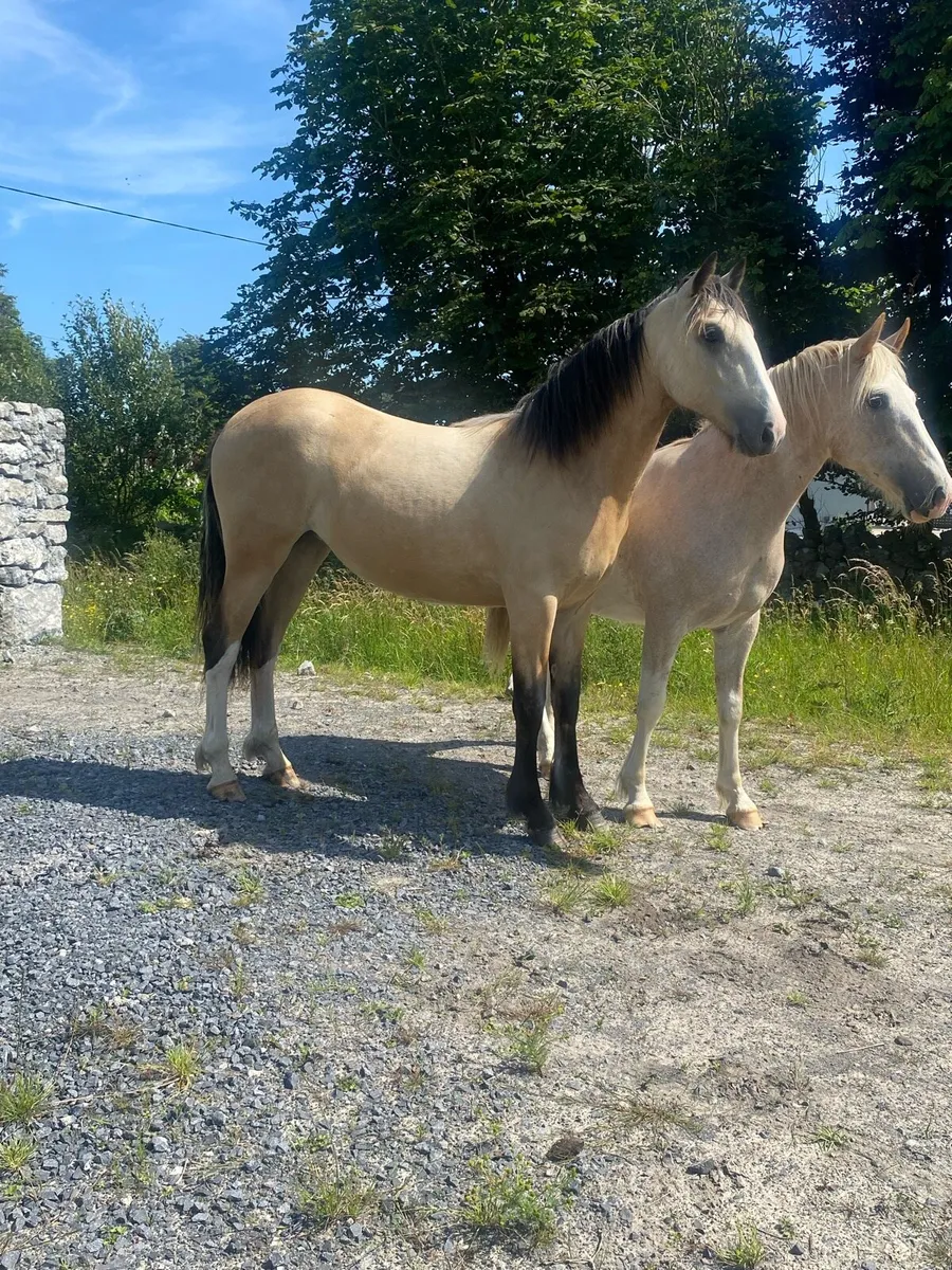 Yearling Dun Filly - Image 1