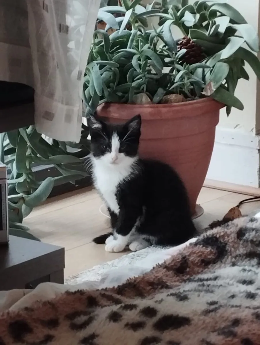 Kitten