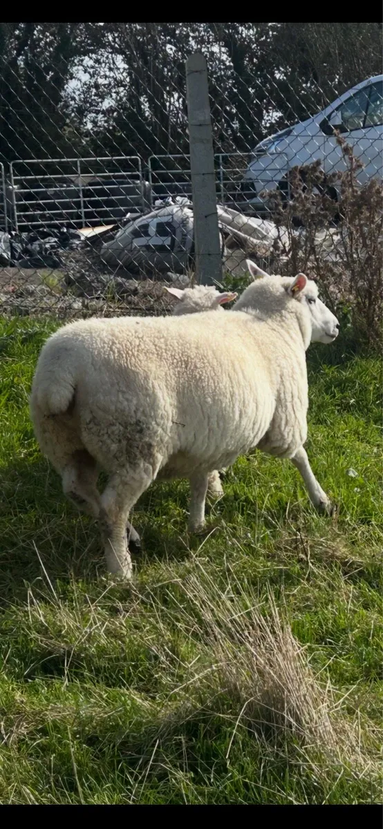 Galway Sheep Ewe - Image 1