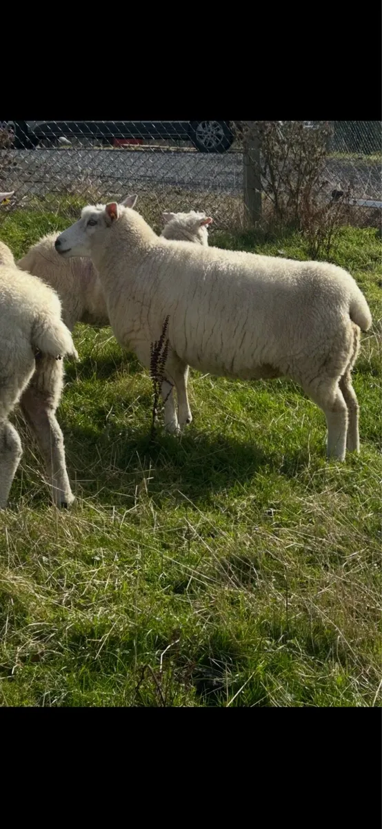 Galway Sheep Ewe - Image 2