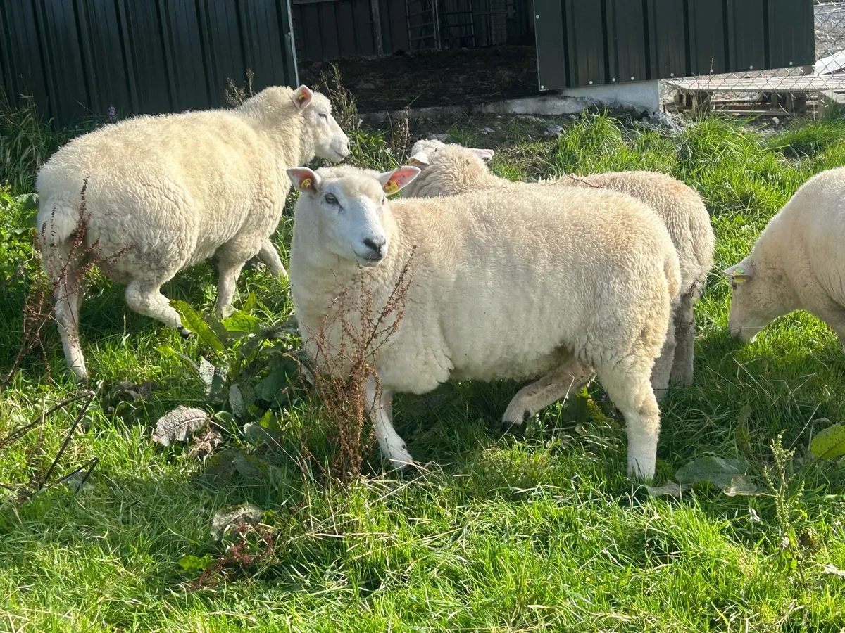 Galway Sheep Ewe - Image 3
