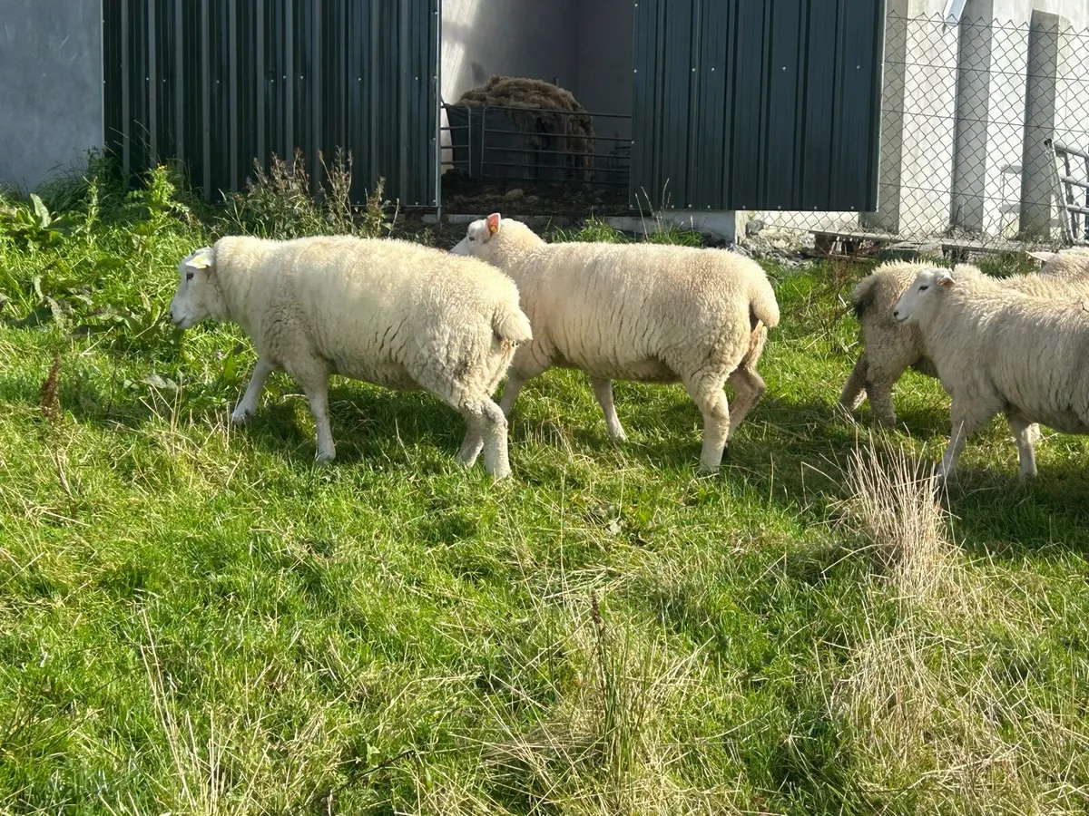 Galway Sheep Ewe - Image 4