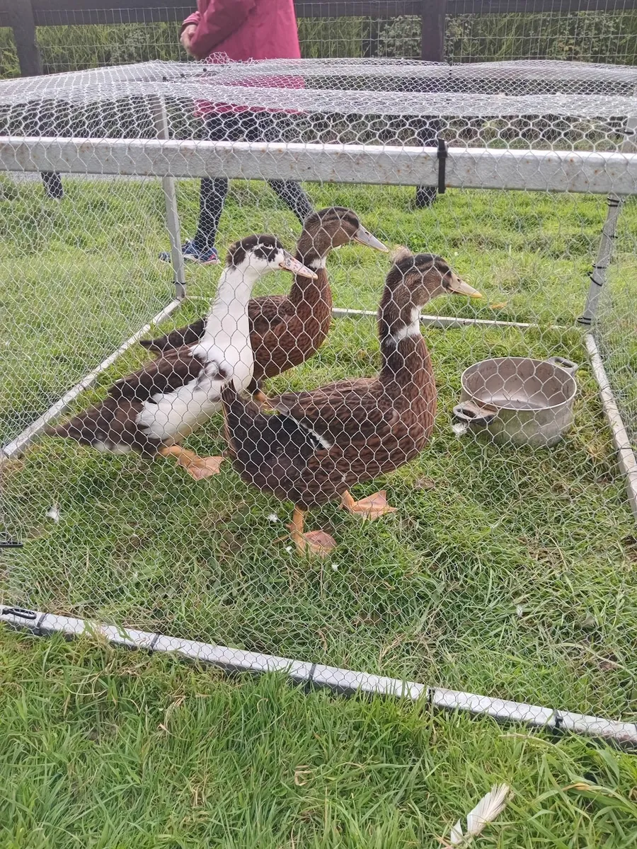 3 Young Drakes For Sale - Image 1