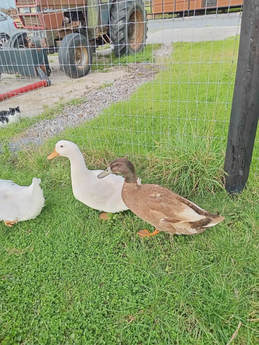 3 Young Drakes For Sale - Image 2
