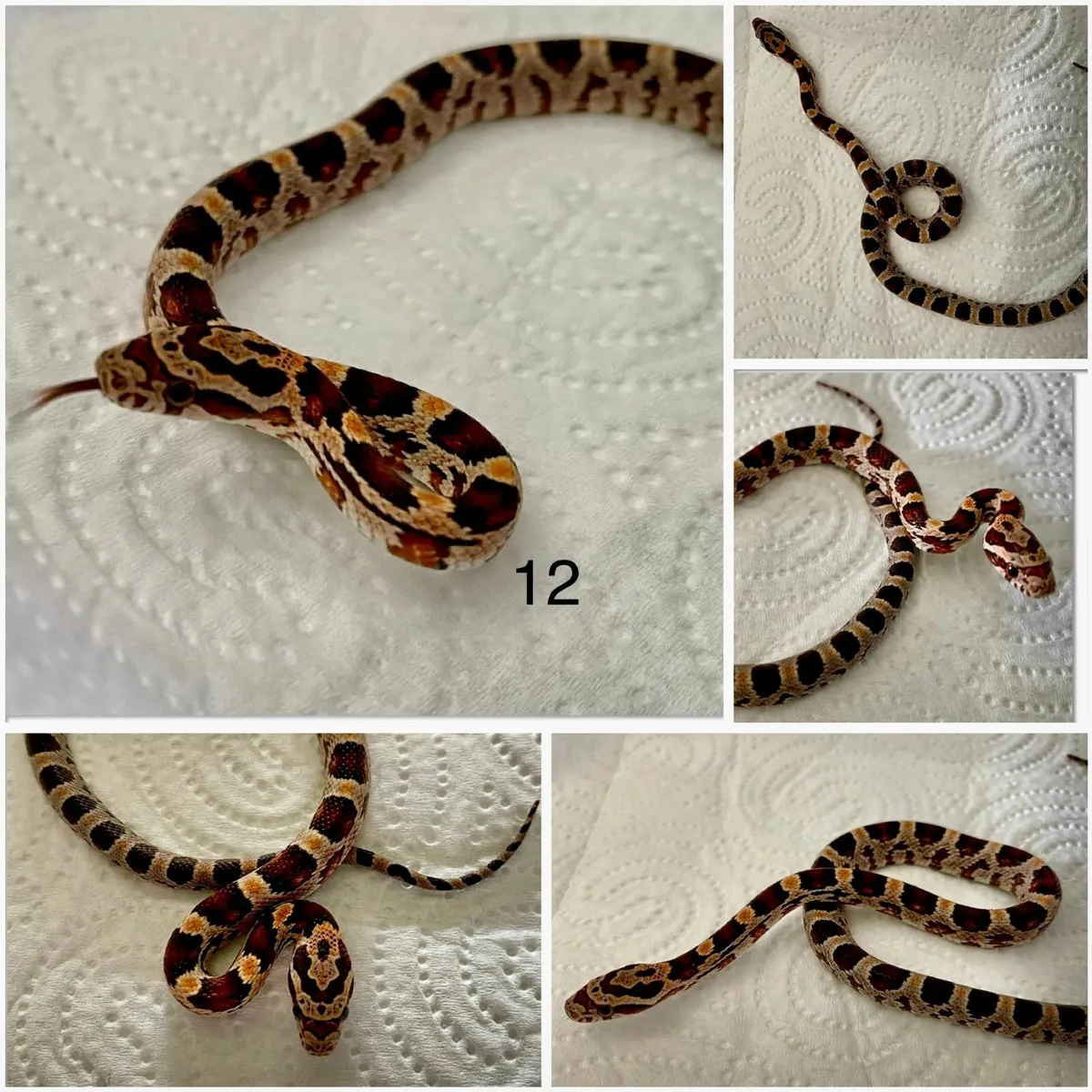 Baby corn snakes - Image 1