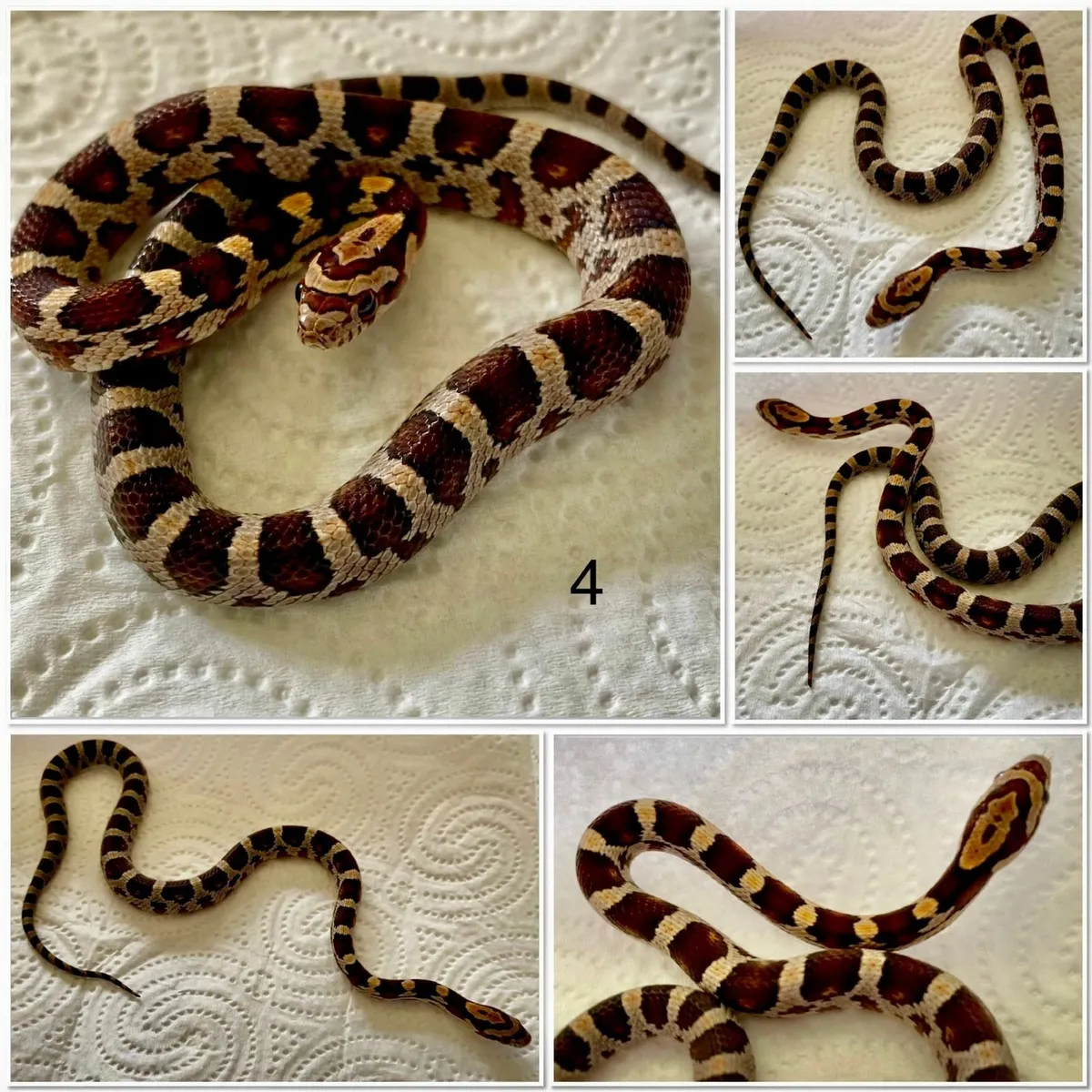 Baby corn snakes - Image 2