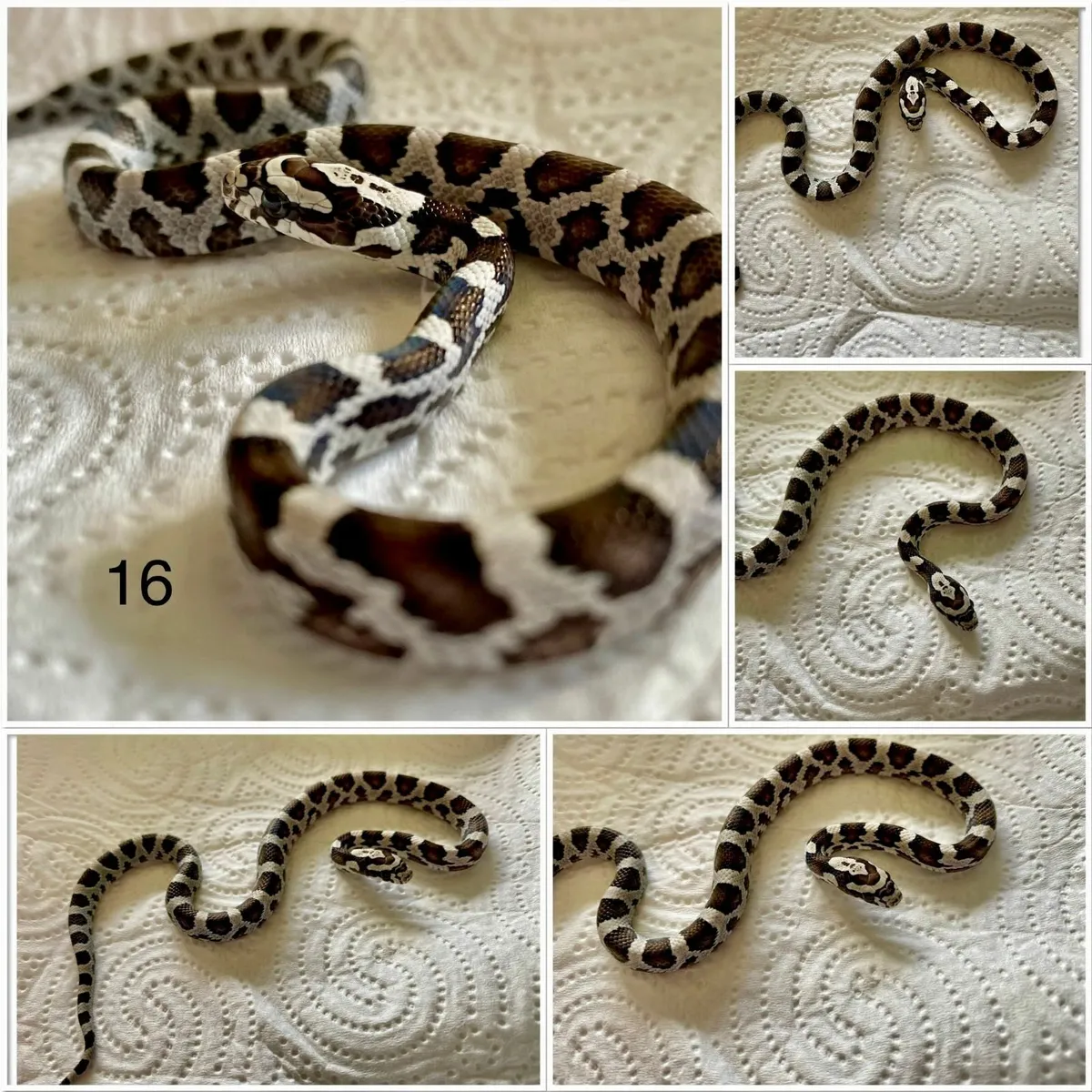 Baby corn snakes - Image 3