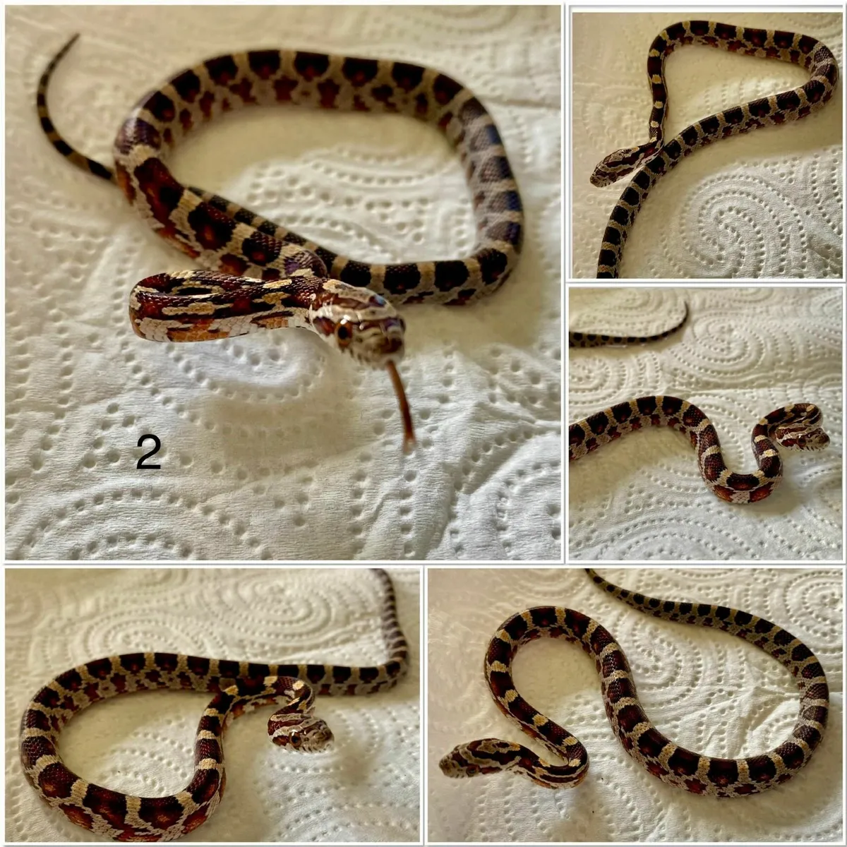 Baby corn snakes - Image 4