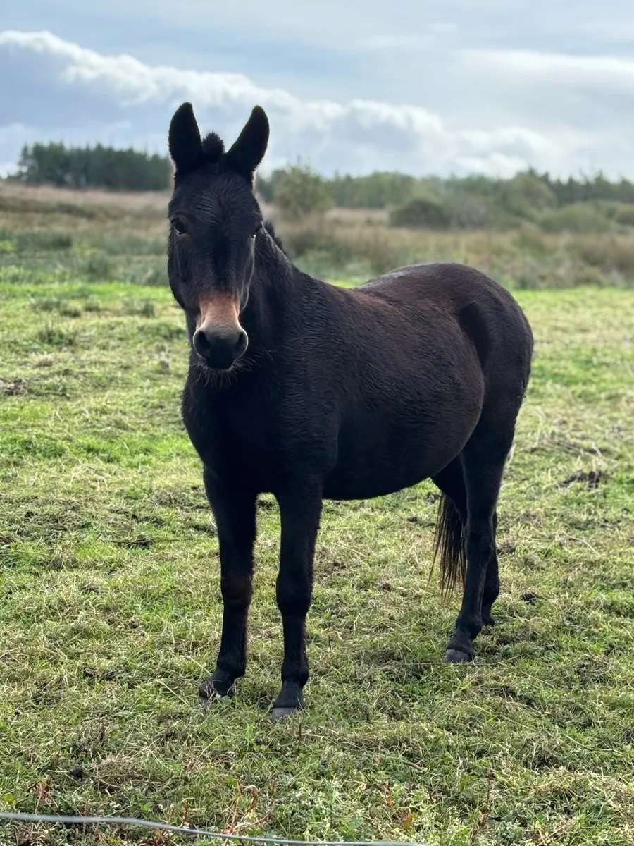 Lovely quite jennet forsale - Image 1