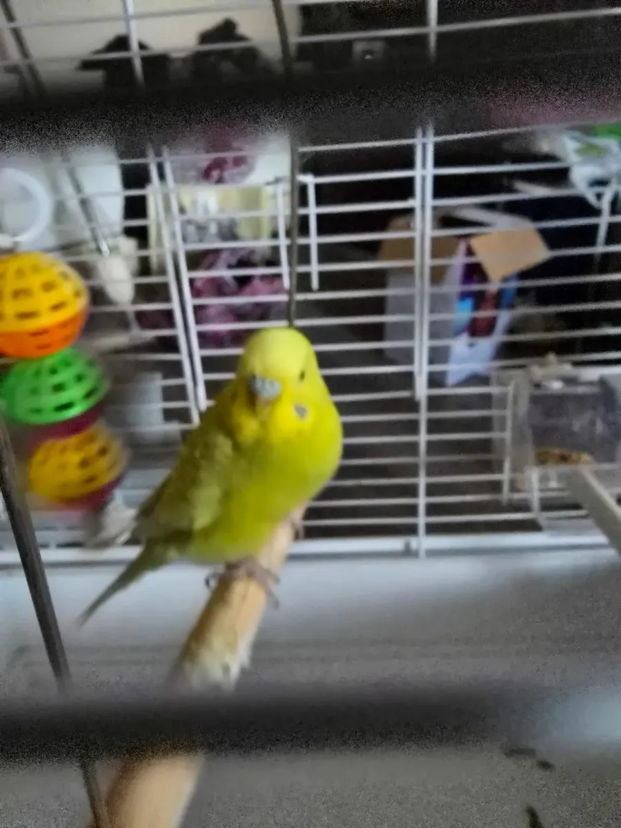 Pair of budgies and cage - Image 1