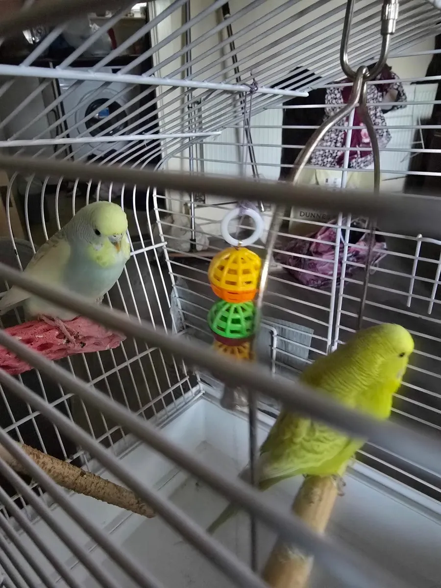 Pair of budgies and cage - Image 2