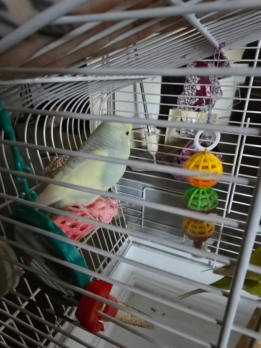 Pair of budgies and cage - Image 3
